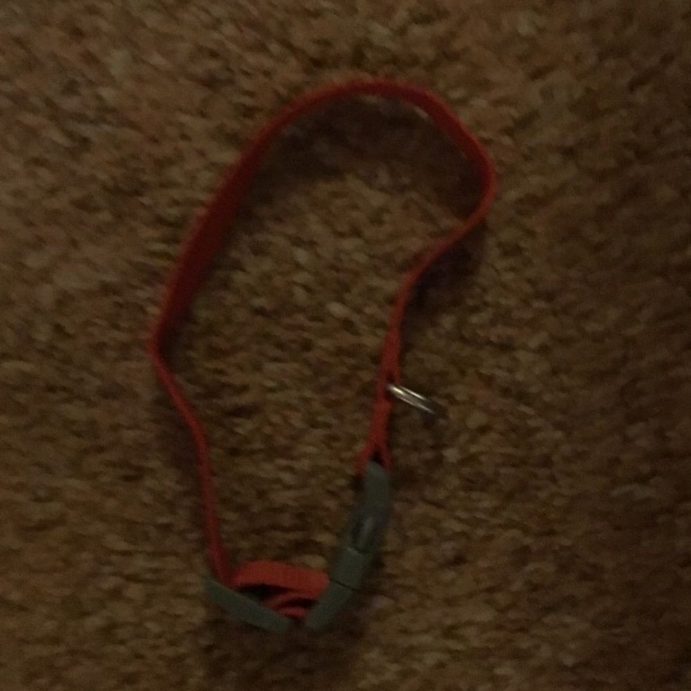 Boots and Barkly Dog Collar.